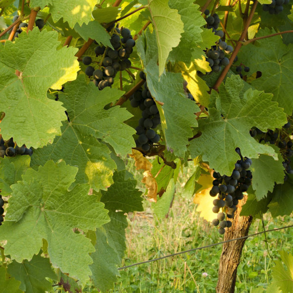 Vin rouge 5