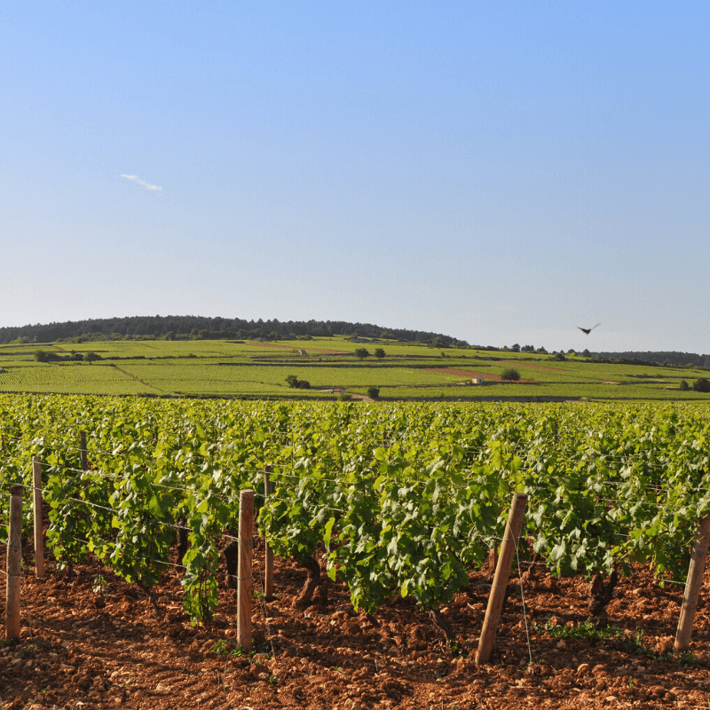 Bourgogne macon peronne blanc 2018 domaine aime blouzard jpg